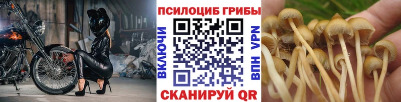 купить наркоту  omg зеркало  Галлюциногенные грибы Psilocybe  Медвежьегорск 